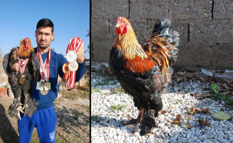 Kickboks şampiyonu horozunu da şampiyonluğa hazırlıyor
