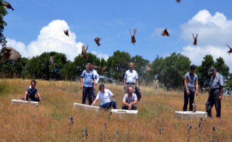 Kınalı keklikler zararlı böceklere karşı doğaya salındı