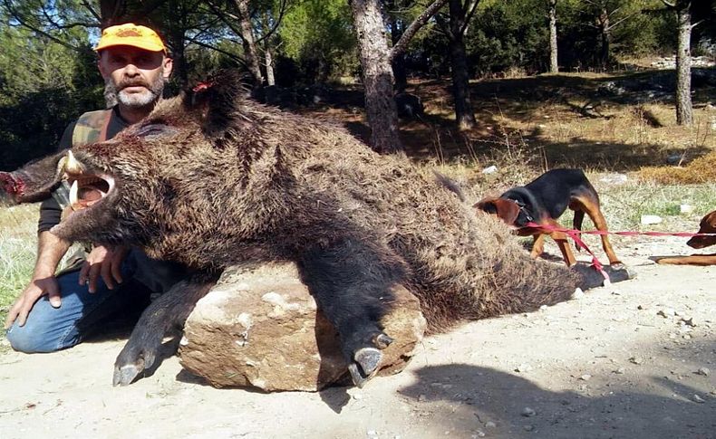 Kınık'ta 275 kiloluk yaban domuzu avladı