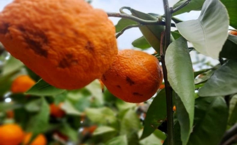 Kırağı ve yağmur mandalina üreticisinin kolunu kanadını kırdı