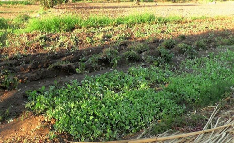Kiraz'da yarım saat yağan dolu üreticiyi vurdu