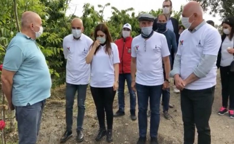 Kiraz gönüllüleri ve CHP'li vekiller Başkan Soyer’le hasatta