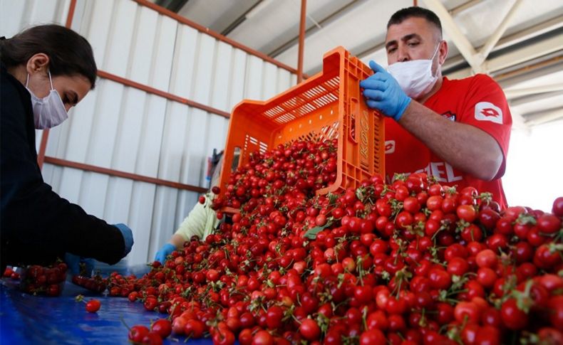 Kiraz ihracatçıları yeni sezondan umutlu