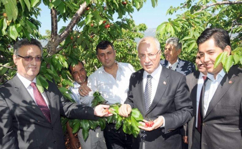 Kirazda rekolte düştü, sofralara pahalıya gelecek