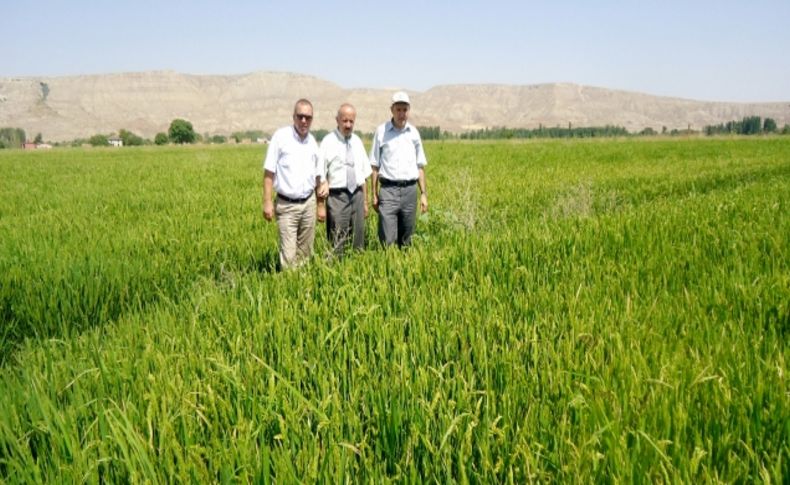 Kırıkkale’de ilk defa sertifikalı çeltik üretildi