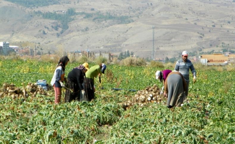 Kırıkkale'de şeker pancarı hasadı başladı