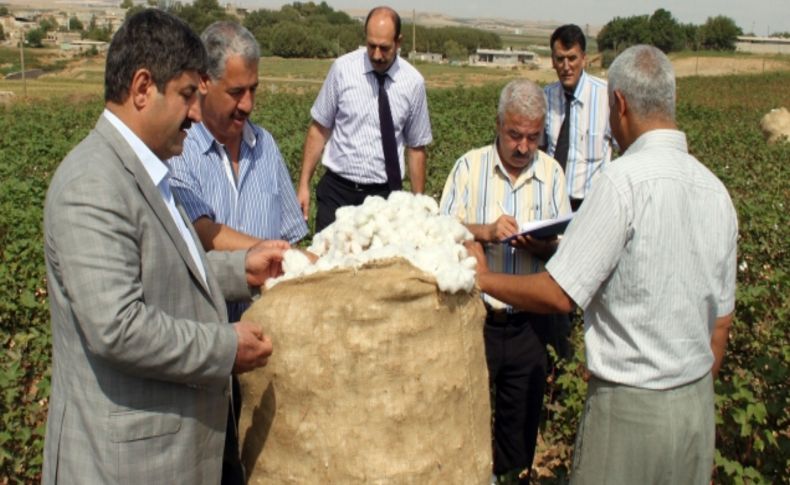 Kirliliği önlemek için pamuk tarlada denetleniyor