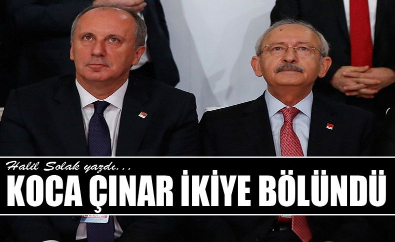 Koca çınar ikiye bölündü!
