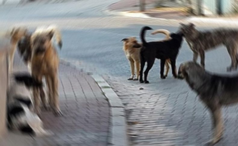 Köpekler 5'i hamile 7 keçiyi telef etti