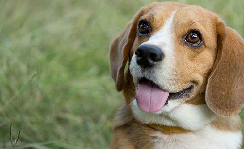 Köpeklerden bulaşan parazitlere dikkat