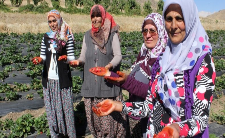 Köyde üretilen çilek, 'kınallı ellerin' yüzünü güldürecek
