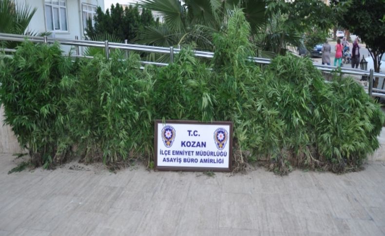 Kozan’da Hint keneviri operasyonu