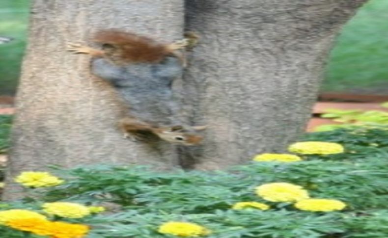Kültürpark'ın mutlu sincapları