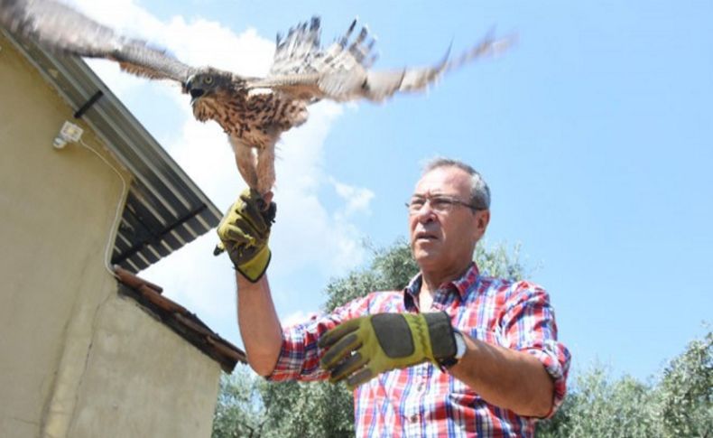 Kümes şahini serbest bırakıldı