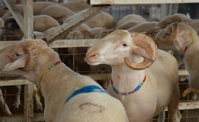 Kurban bayramına sayılı günler kala 'veba' şüphesi; İzmir'de o bölgeler karantina altına alındı