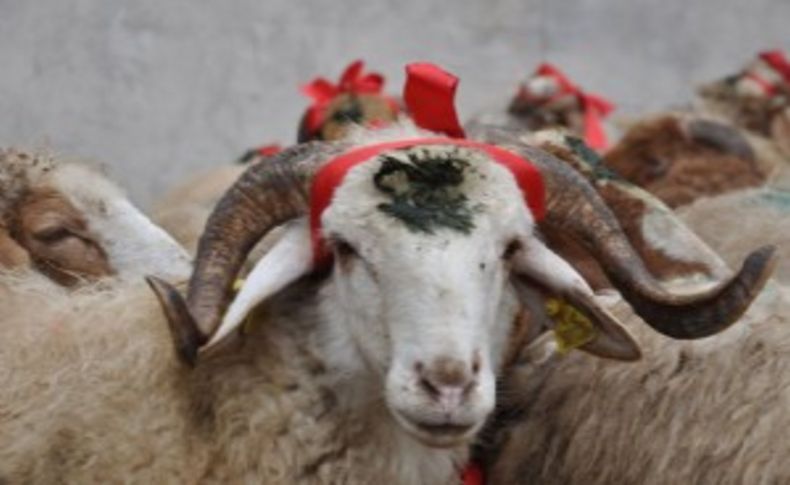 Kurban derisinde flaş karar