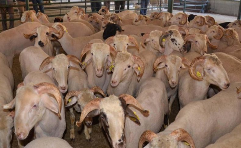Kurbanlık fiyatları artacak mı'