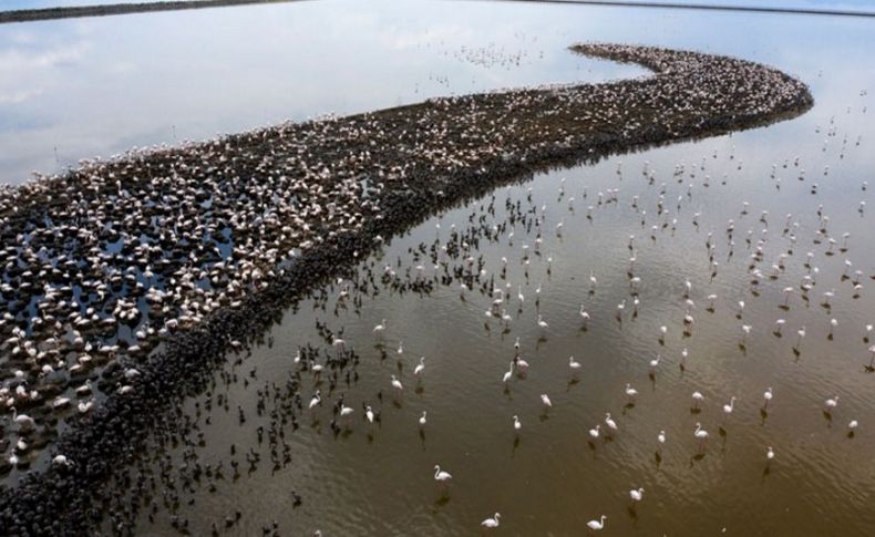 Kuş Cenneti'nde yavru flamingo heyecanı!