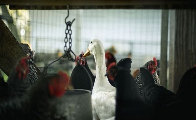 Kuş gribi paniği: Binlerce hayvan itlaf edilecek