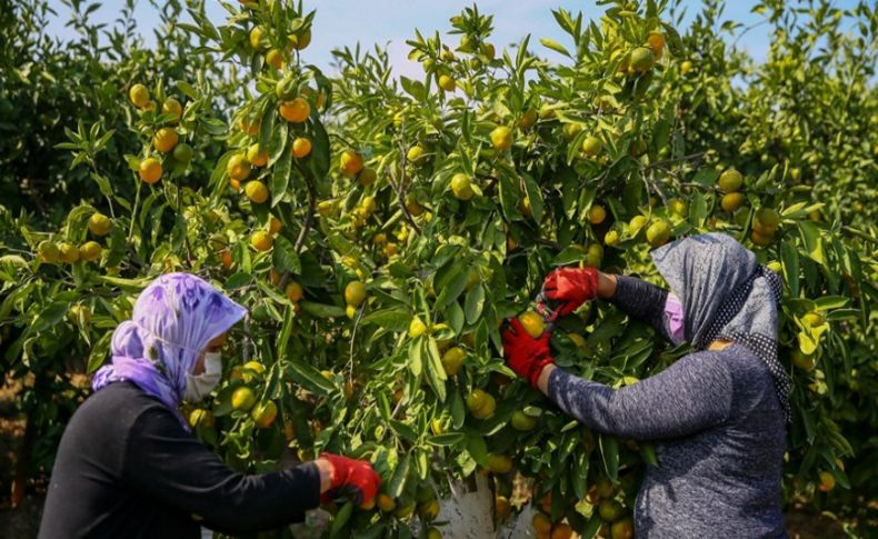 Mandalina ihracatında yeni rekor beklentisi