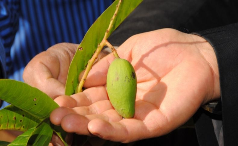 Mango, coğrafi işaretli ürünler arasında yer alacak