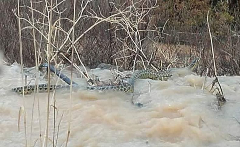 Manisa'da görülen dev yılan zehirsizmiş