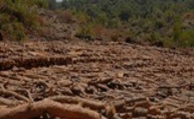 Manisa'da binlerce ağacı acımadan kestiler