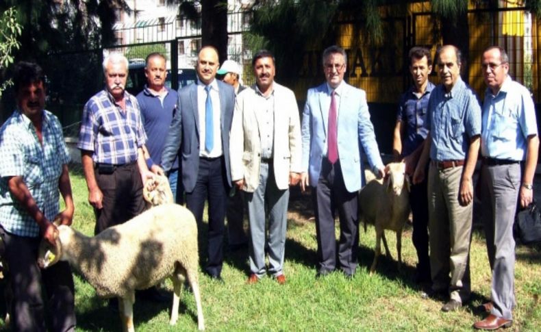 Manisa'da çiftçilere damızlık koç dağıtıldı