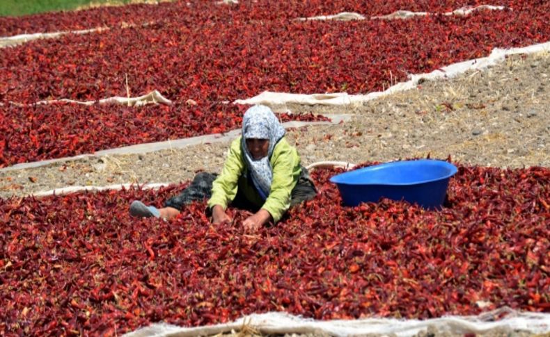 Maraş biberinde hasat zamanı