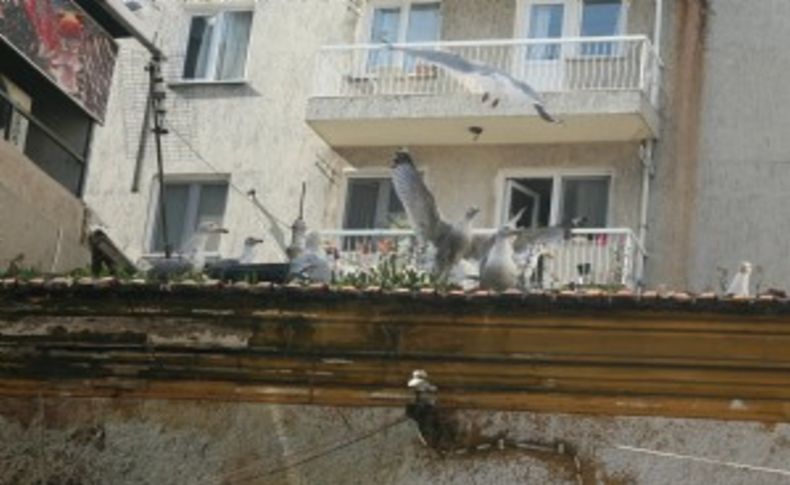 İzmir'de martılar için çatıya balık servisi