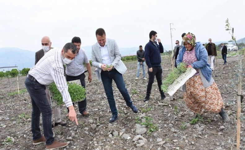 Menemen Belediyesi tıbbı bitkiler üretimine başladı