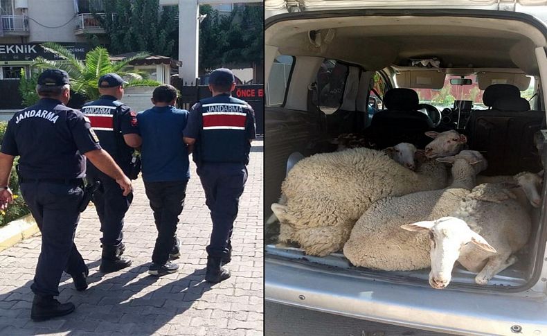 Menemen'de koyun hırsızlığına 2 tutuklama