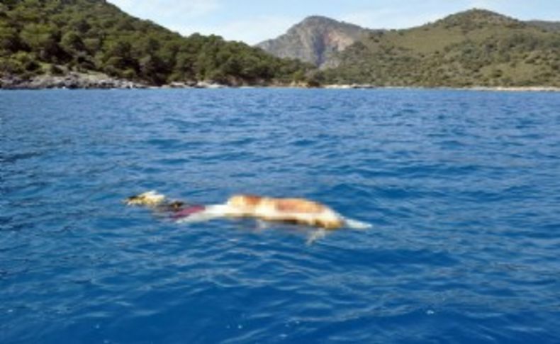 Mersin'de dereye düştü, Fethiye'de cesedi çıktı