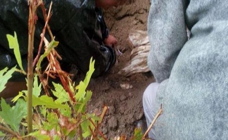Mezardan Köpek Leşi Çikti