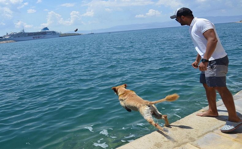 Miço'nun deniz keyfi