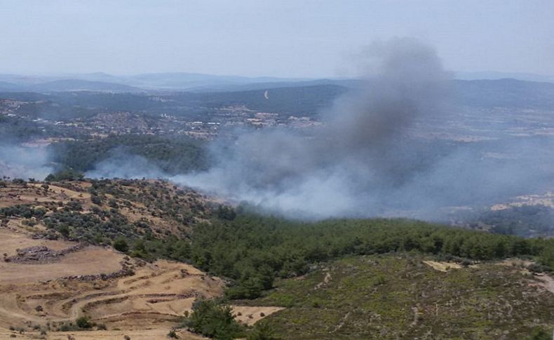 Milas ve Bodrum'da orman yangını