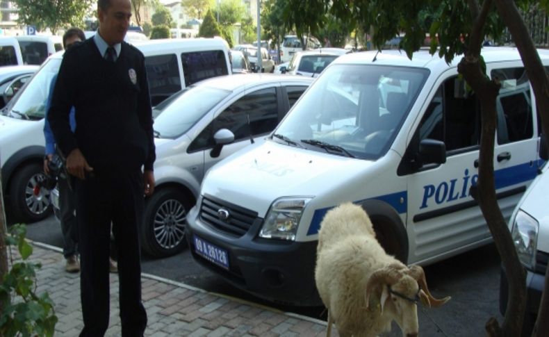 Motosikletle çalınan kurbanlık koçları polis kurtardı