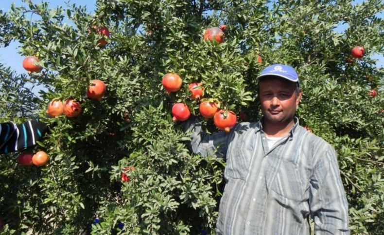 Narda üretim iyi fiyat düşük