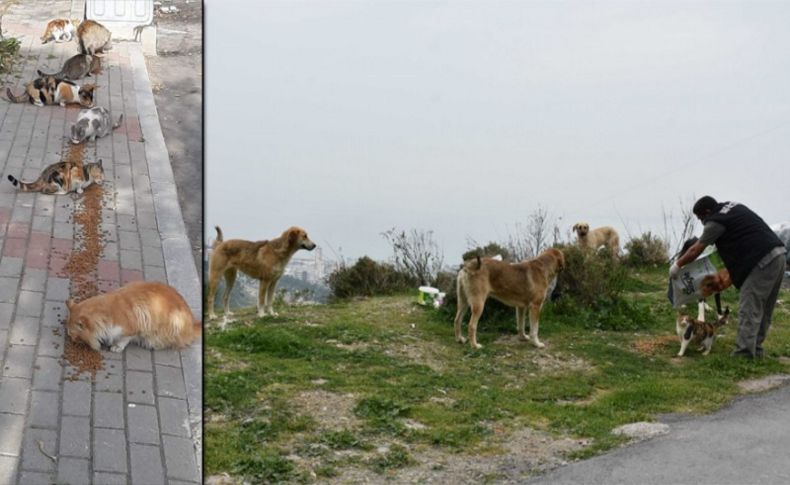 Narlıdere’de sokak canları unutulmuyor