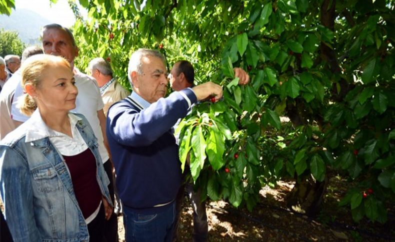 Başkan Kocaoğlu, Kemalpaşalı kiraz üreticilerini yalnız bırakmadı