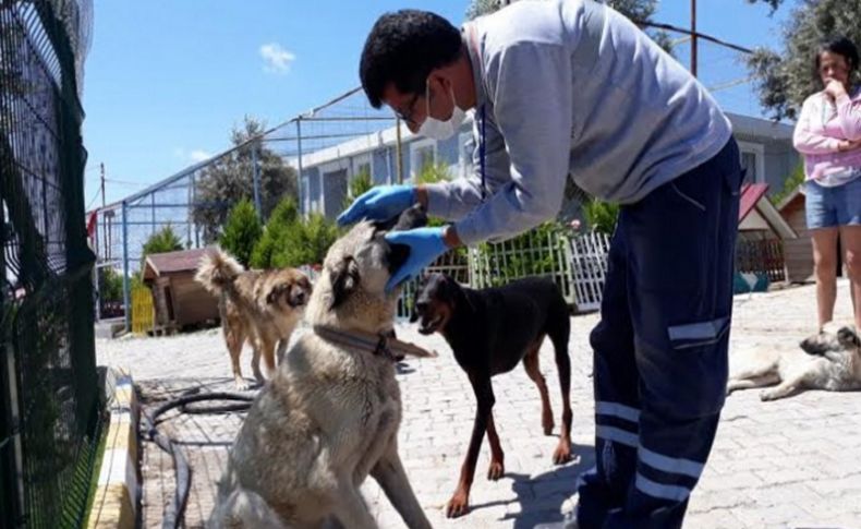 O köpekler sağlıklarına kavuştu... Üçünü HAYTAP aldı