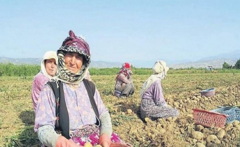 Ödemiş’te hasat zamanı