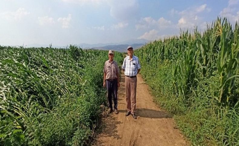 Ödemiş'te ikinci ürün mısır toprakla buluşuyor