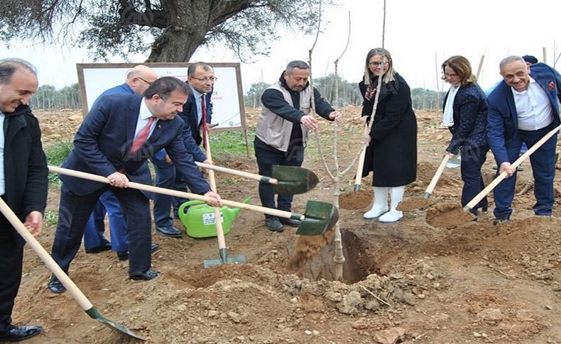 İpek böcekçiliği için dut fidanı dikildi