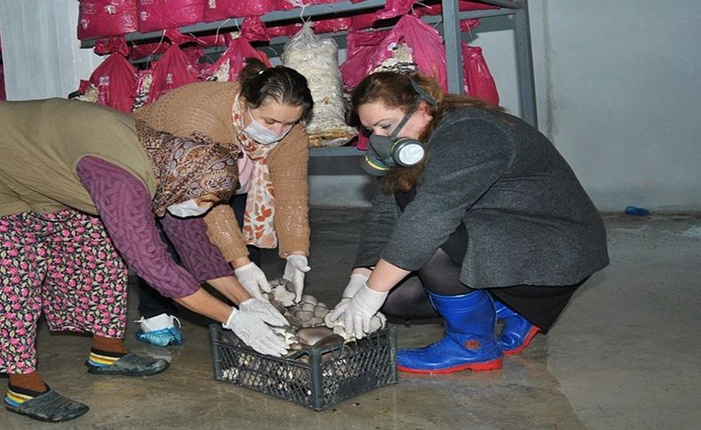 Ödemiş'te kadın girişimcinin mantar başarısı