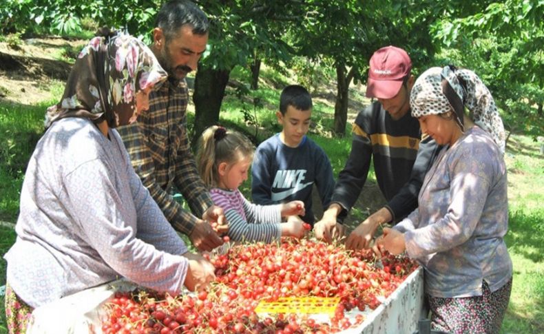 Ödemiş'te Napolyon kirazı, üreticinin yüzünü güldürdü