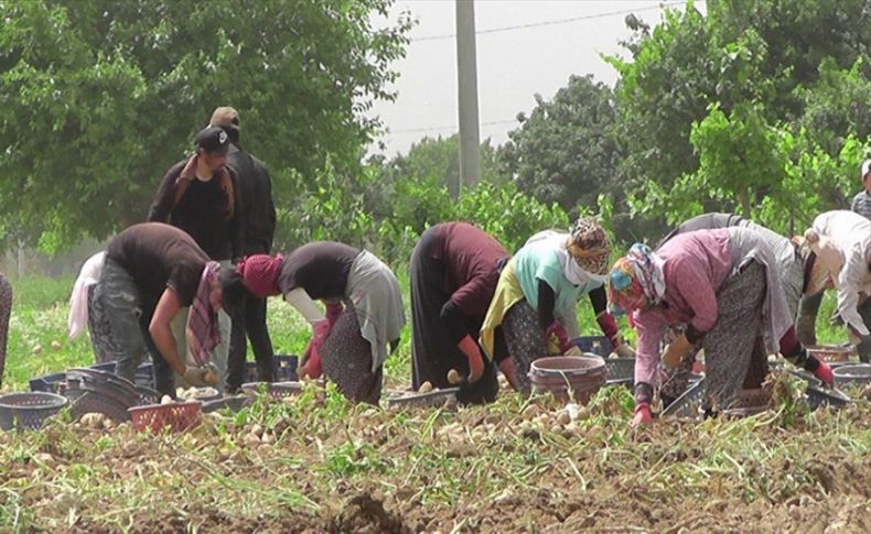 Ödemiş'te sıcağa rağmen patates hasadı!