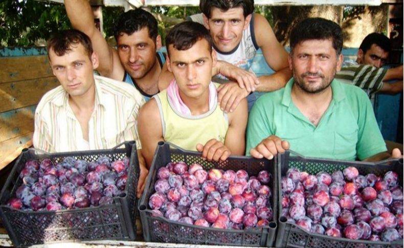 Ödemişli erik üreticileri yeni arayışa girdi