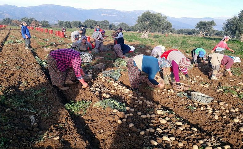 Patateste rekolte düştü