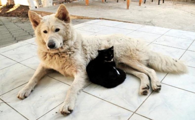 Öksüz kedilerin süt annesi köpek